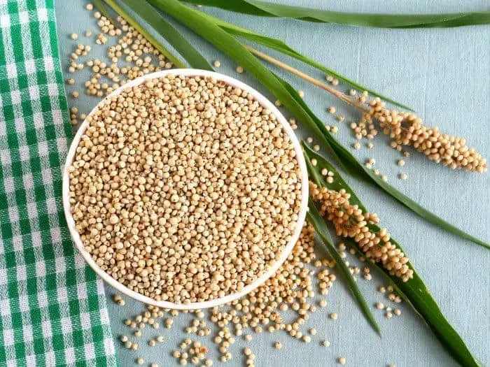 Green Sorghum